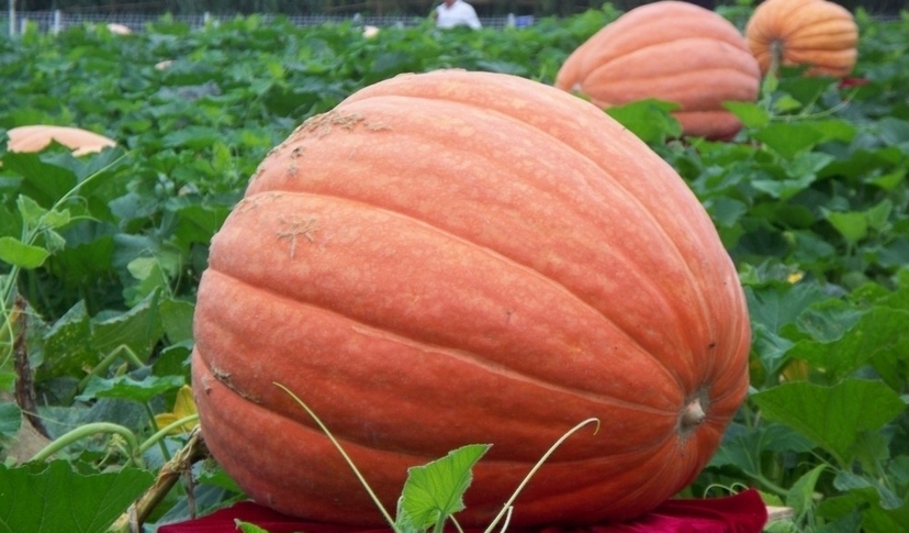 How To Plant Big Max Pumpkin Seeds