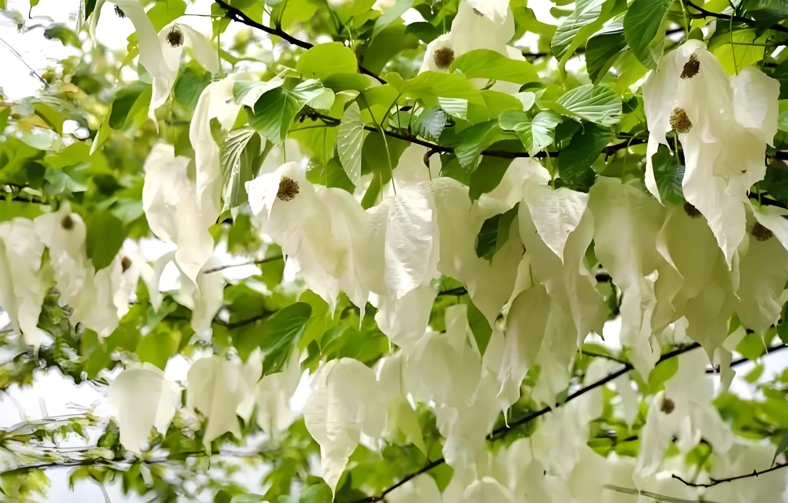 Davidia involucrata seed Dove tree  Handkerchief tree