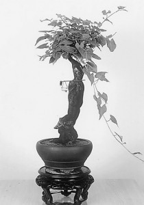 Reynoutria multiflora Seeds | Polygonum Multiflorum He Shou Wu