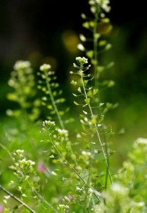 shepherd's-purse seed