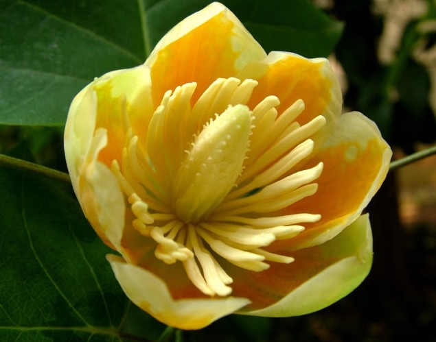 Liriodendron tulipifera seed | BELL Garden Company,Wholesale Plant  seeds,Alive roots,Medicinal herbs,medicinal  production