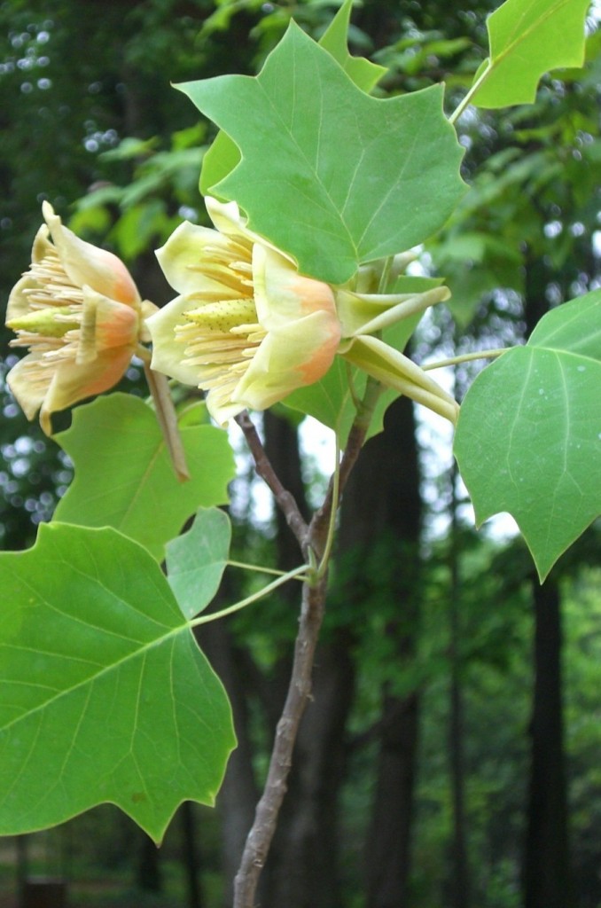 Liriodendron tulipifera seed | BELL Garden Company,Wholesale Plant ...