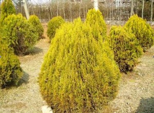 Xanthocyparis vietnamensis seed