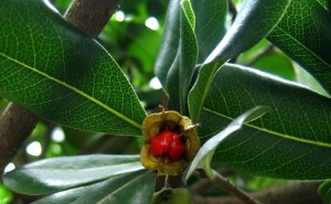 Pittosporum glabratum seed