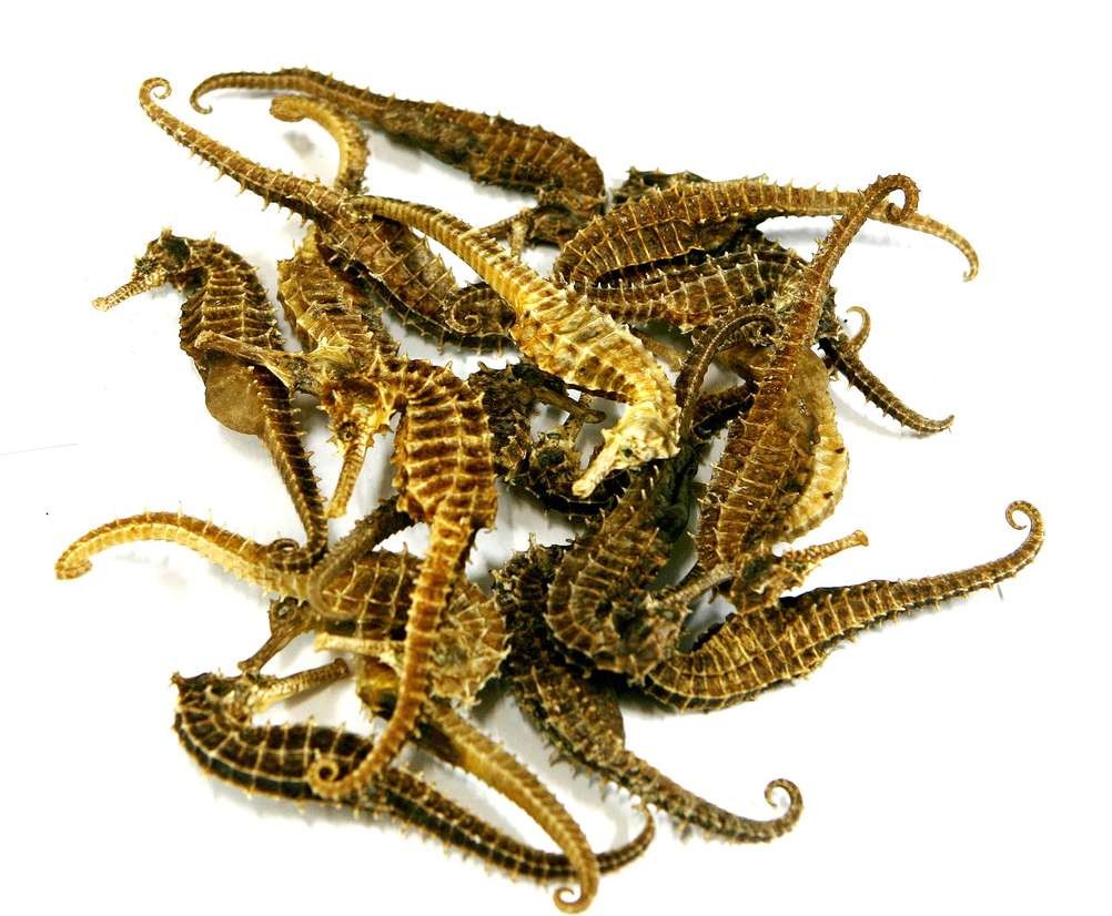 Dried seahorse (Hippocampus)