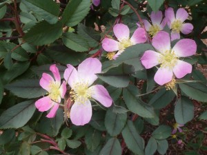 Rosa virginiana seed
