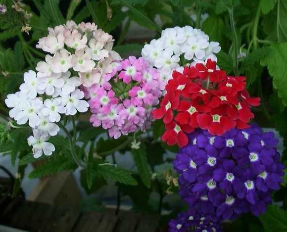 Verbena hybrida Seeds | Garden Verbena
