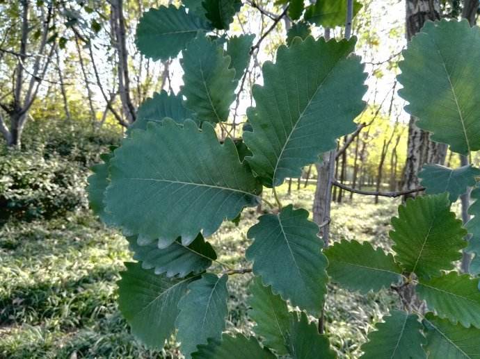 Quercus aliena seed