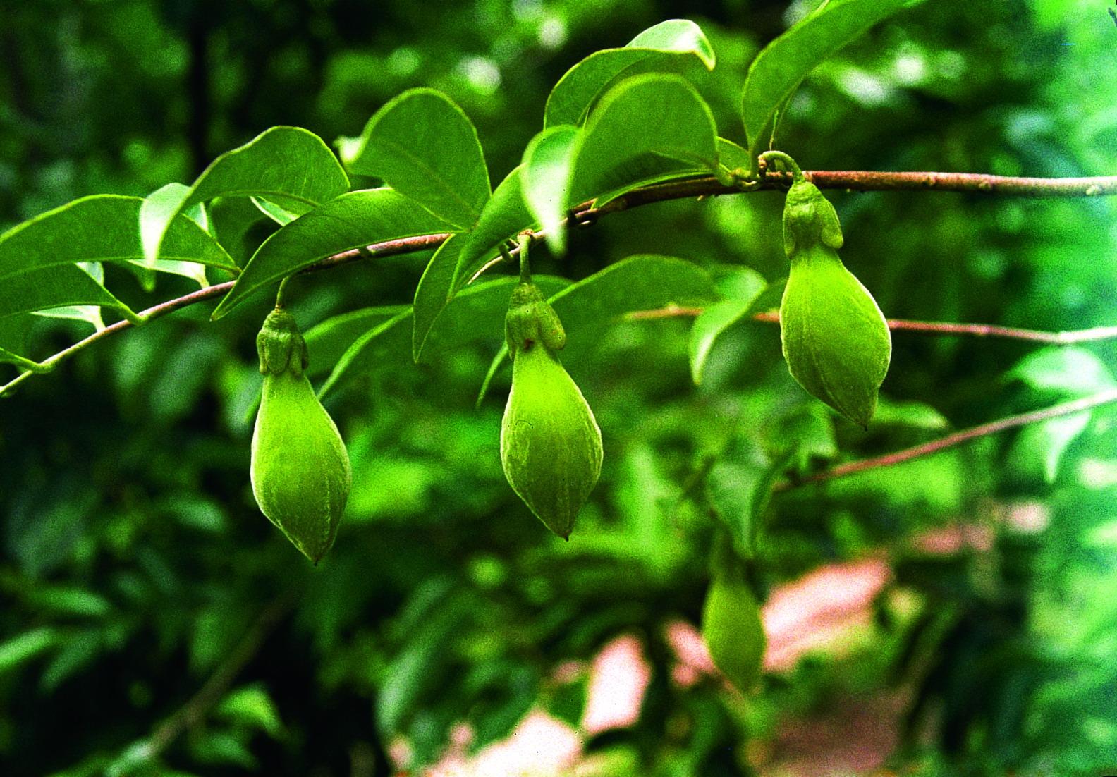Aquilaria sinensis seed