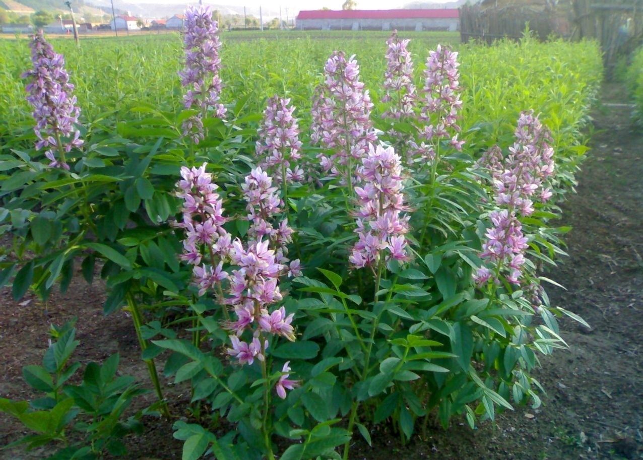 Dictamnus dasycarpus Seeds | Cortex Dictamni