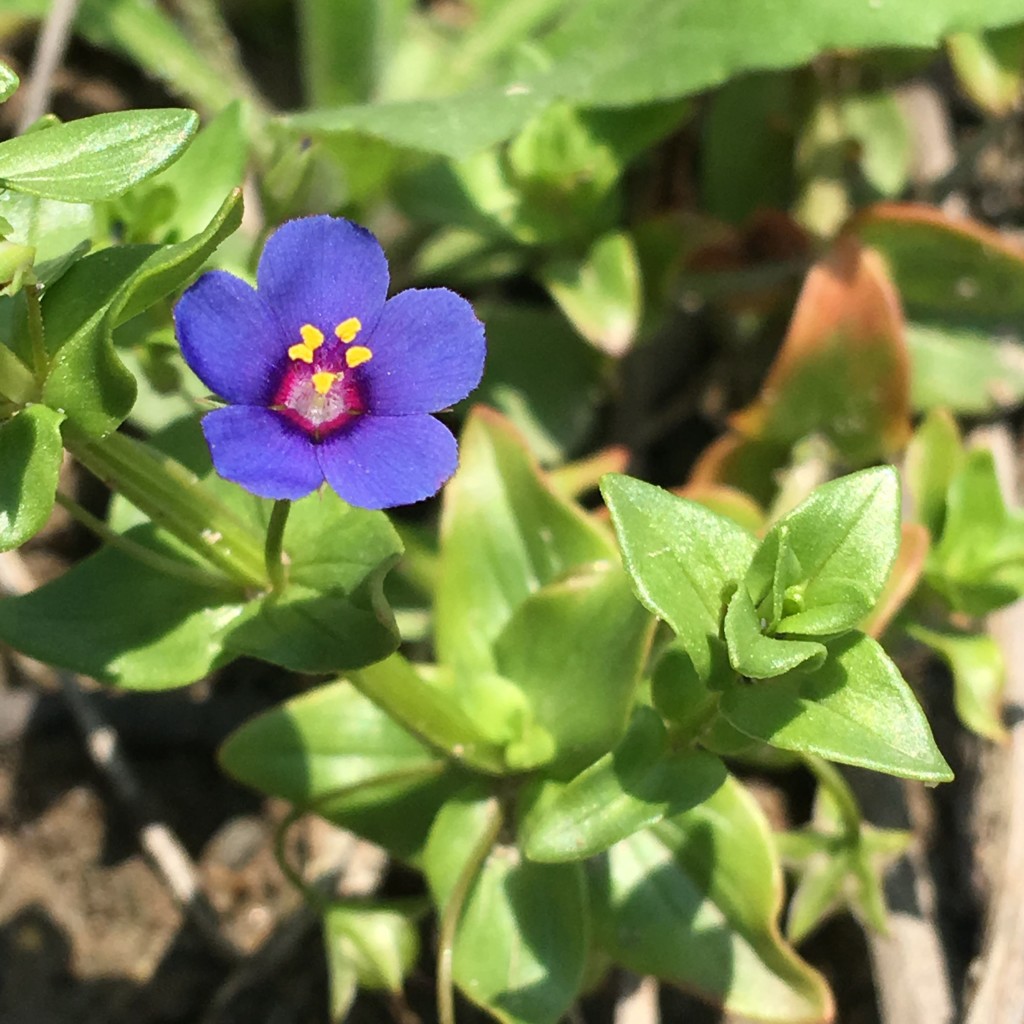 Anagallis Arvensis Seed Bell Garden Companywholesale Plant Seeds