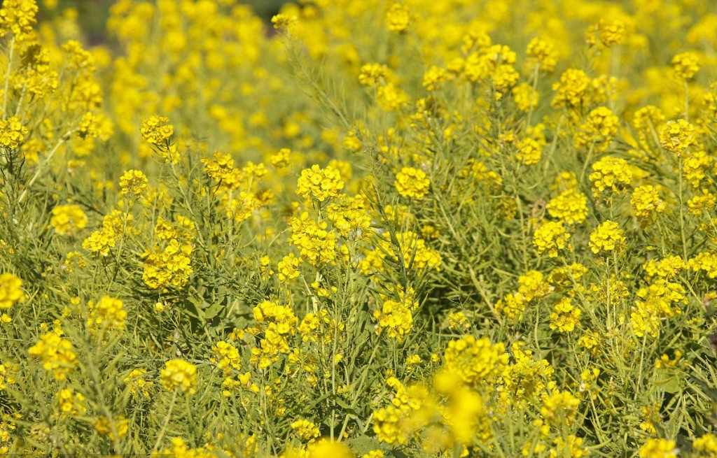 Brassica Juncea Seed Bell Garden Company Wholesale Plant Seeds Alive