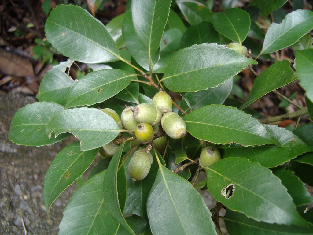 Дуб мирзинолистный. Quercus myrsinifolia. Дуб мирзинолистный Quercus myrsinaefolia. Дуб сизый (Quercus glauca). Quercus myrsinifolia Blume.