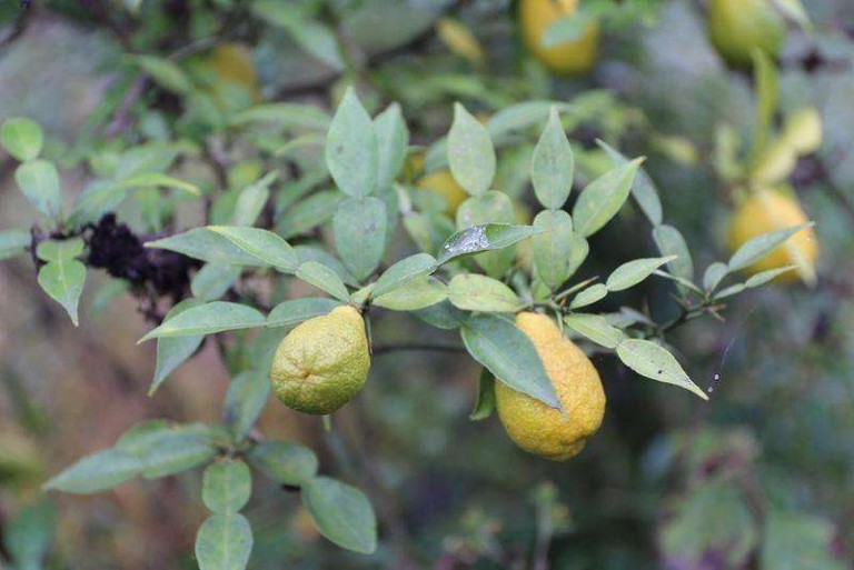 Citrus cavaleriei seed | BELL Garden Company,Wholesale Plant seeds ...