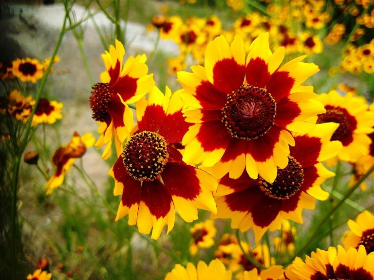 Coreopsis Basalis Seed | Bell Garden Company,wholesale Plant Seeds 