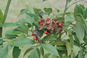 Ormosia hosiei seed | BELL Garden Company,Wholesale Plant seeds,Alive ...