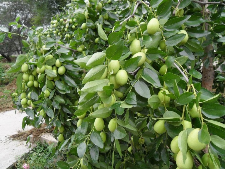 Ziziphus mauritiana seed | BELL Garden Company,Wholesale Plant seeds ...
