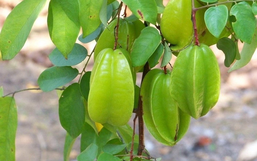 Averrhoa carambola seed | BELL Garden Company,Wholesale Plant seeds ...