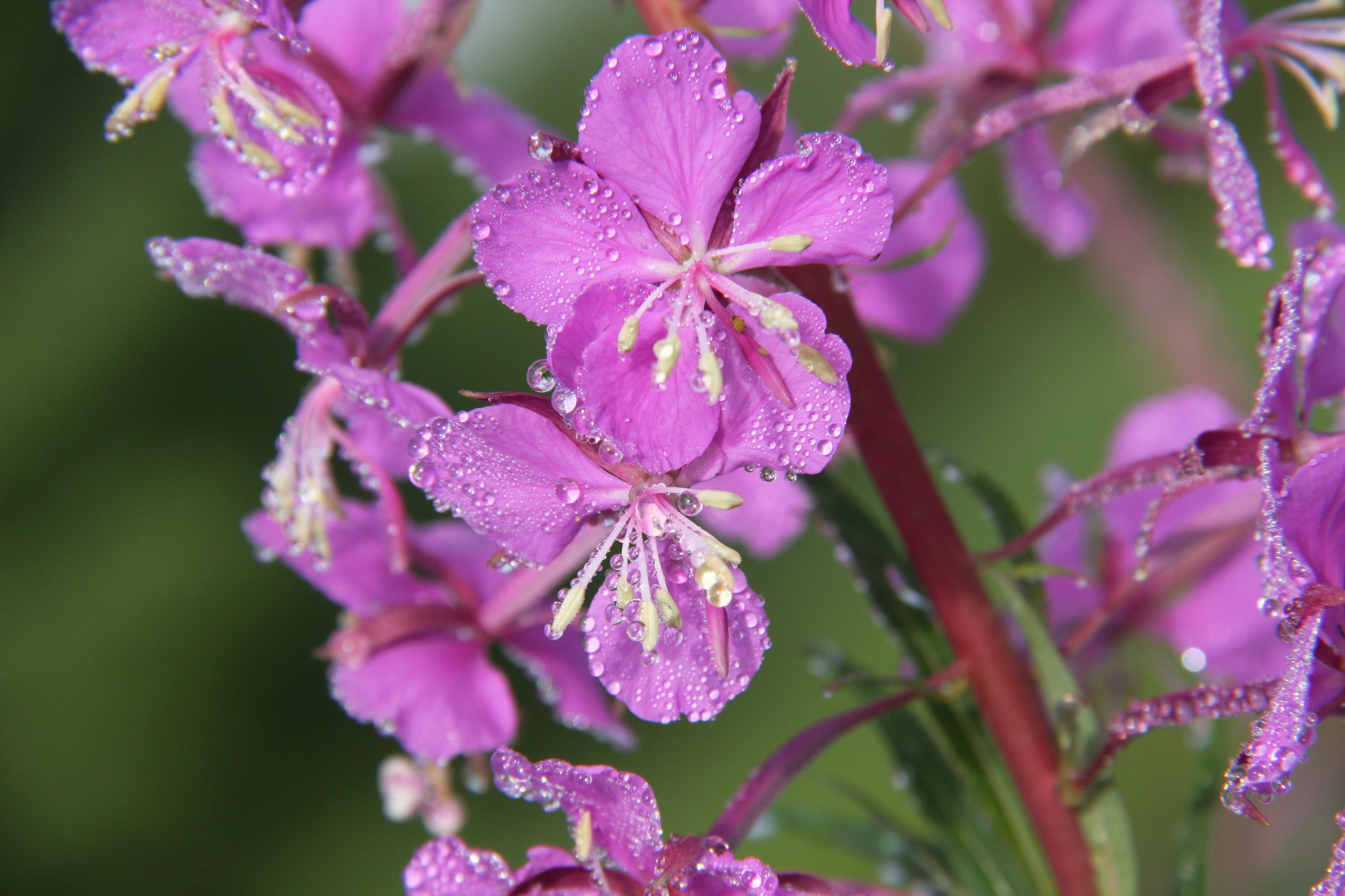 Chamaenerion Angustifolium Seed BELL Garden Company Wholesale Plant 