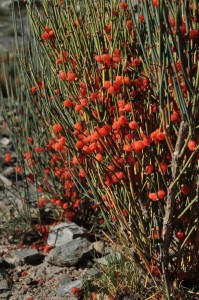 Ephedra fragilis seed