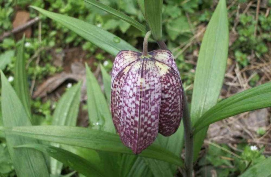 Fritillaria cirrhosa seed | BELL Garden Company,Wholesale Plant seeds ...