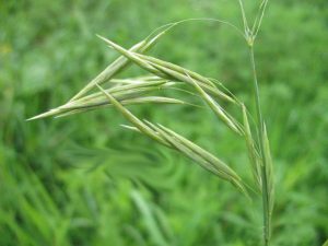 Bromus-inermis-seed