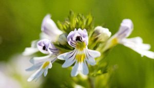 Euphrasia-pectinata-seed