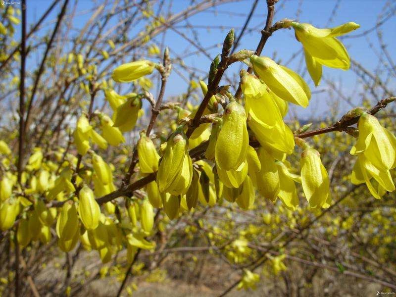 Forsythia mandschurica Seeds | Forsythio Mandshurica