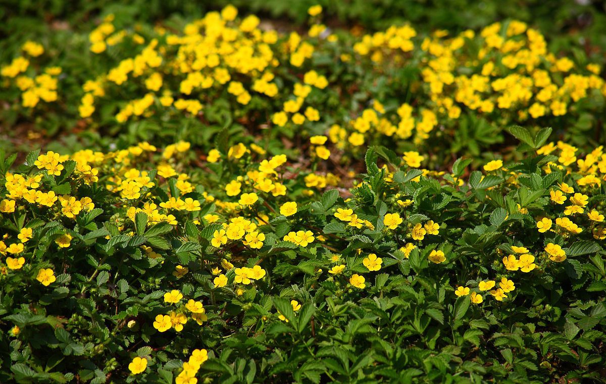 Potentilla chinensis seed | BELL Garden Company,Wholesale Plant seeds ...