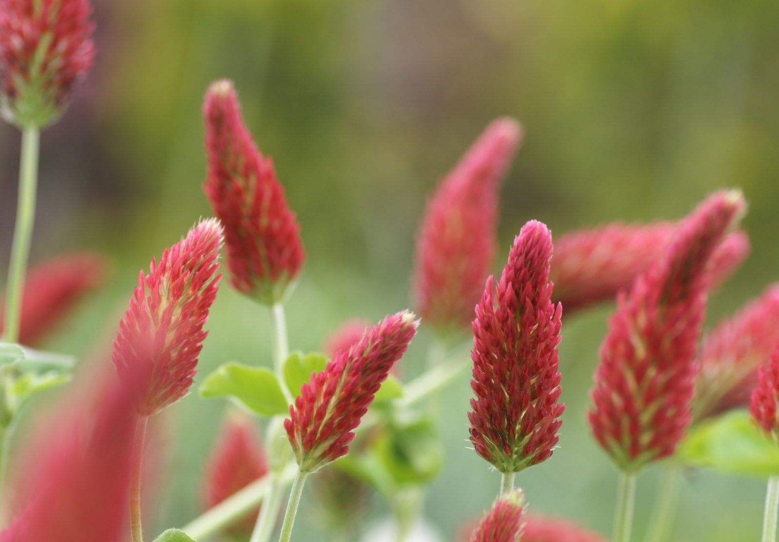 Trifolium incarnatum seed | BELL Garden Company,Wholesale Plant seeds ...