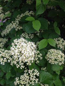 Viburnum-dilatatum-seed