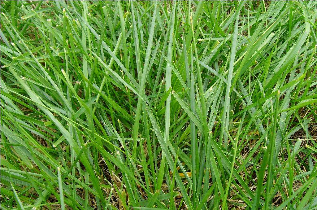 Zoysia matrella seed | BELL Garden Company,Wholesale Plant seeds,Alive ...