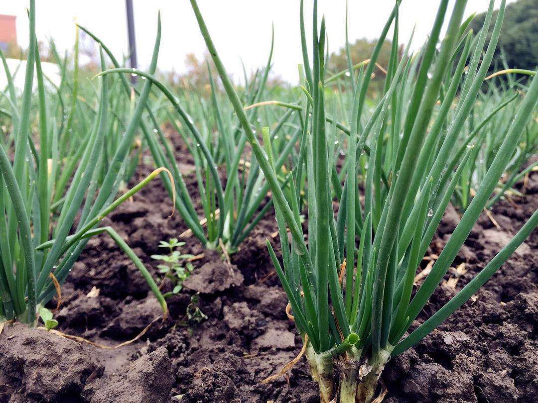 Allium ascalonicum seed | BELL Garden Company,Wholesale Plant seeds ...