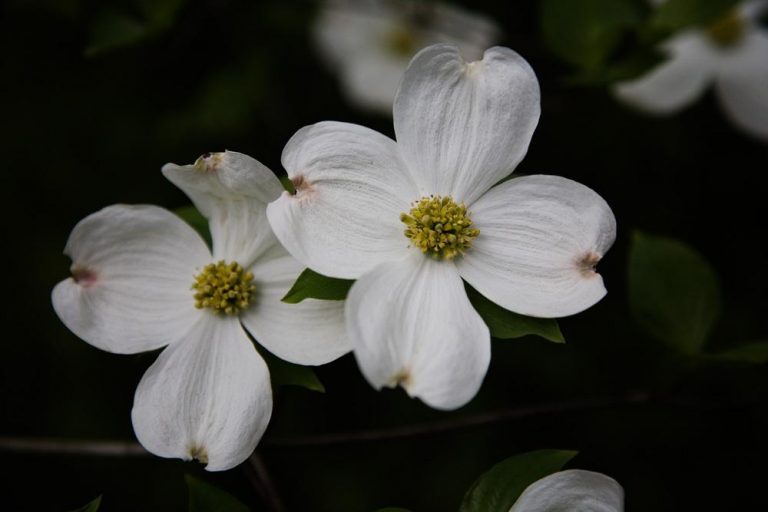 Dendrobenthamia japonica seed | BELL Garden Company,Wholesale Plant ...