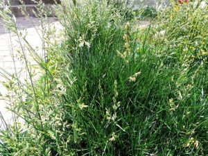 Festuca elatior seed | BELL Garden Company,Wholesale Plant seeds,Alive ...