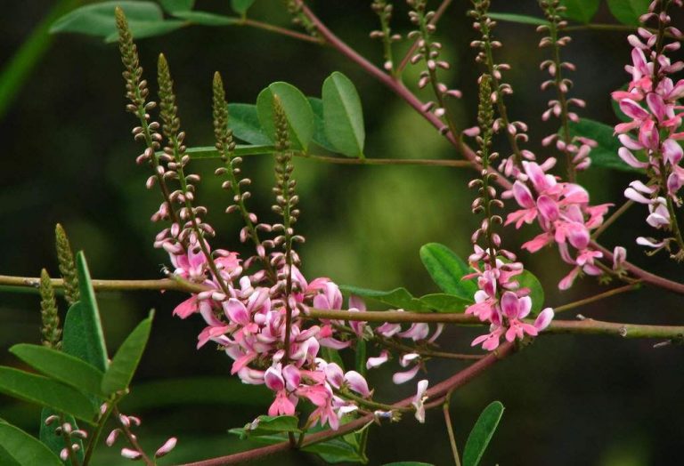 indigofera fargo