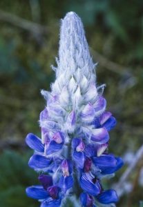 Lupinus-micranthus-seed