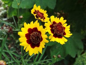Plains-coreopsis-seed