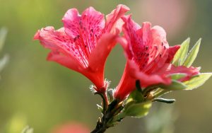 Rhododendron-japonicum-seed