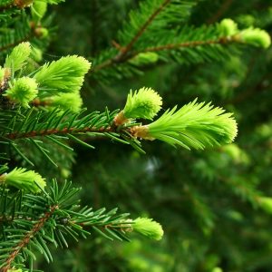 Abies religiosa seed | BELL Garden Company,Wholesale Plant seeds,Alive ...