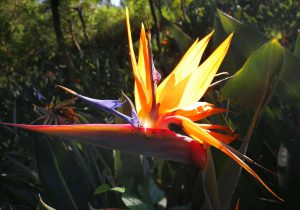 Strelitzia-nicolai-seed