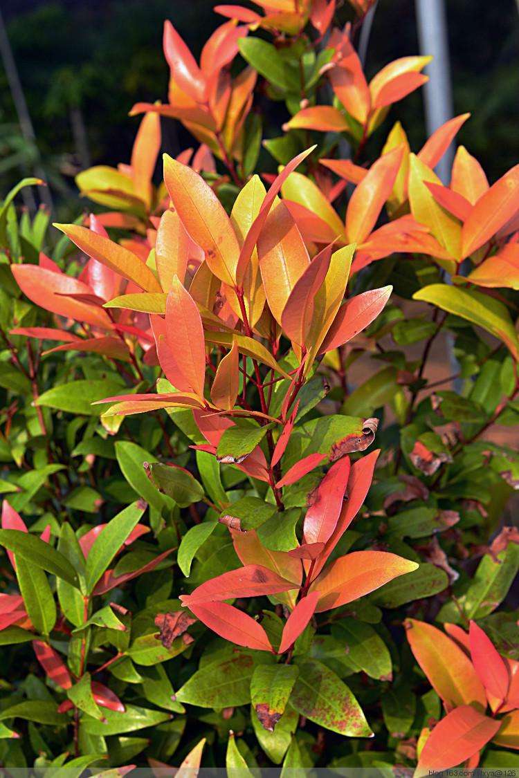 Syzygium rehderianum seed | BELL Garden Company,Wholesale Plant seeds ...