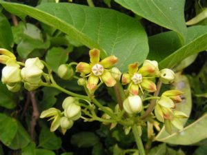 Mondia whitei seed | BELL Garden Company,Wholesale Plant seeds,Alive ...