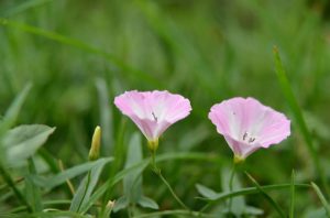 Convolvulus-virgatus-seed