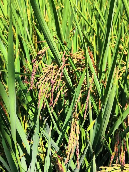 Red Rice seeds (Oryza sativa)