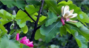 Magnolia-officinalis-var.biloba-seed