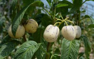 Solanum-muricatum-seed