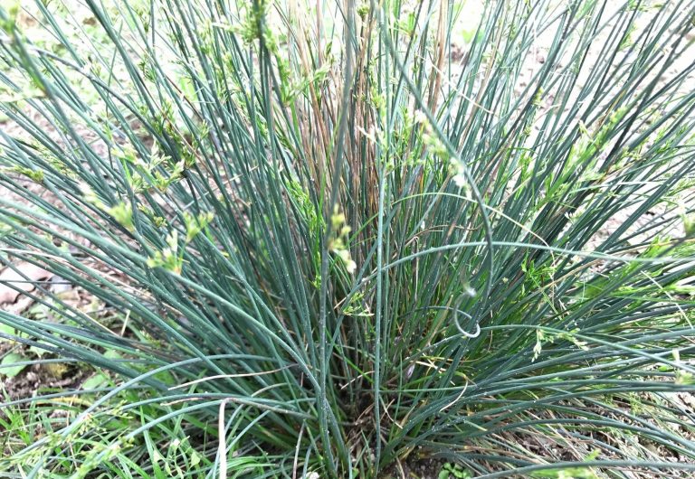 Juncus usitatus seed | BELL Garden Company,Wholesale Plant seeds,Alive ...