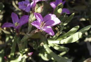 Limoniastrum-Monopetalum-seed