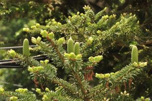 Abies-magnifica-seed